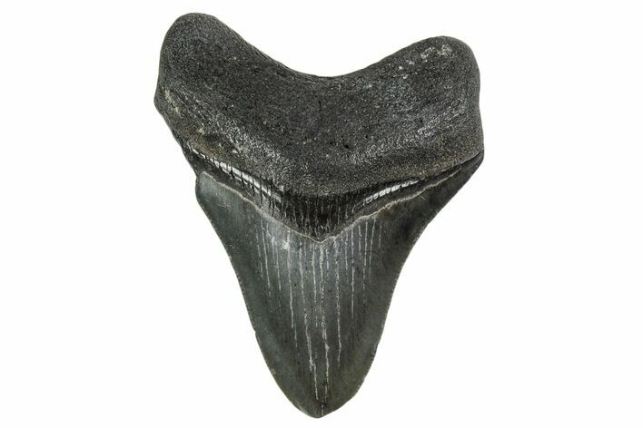 , Fossil Megalodon Tooth - Georgia #338754